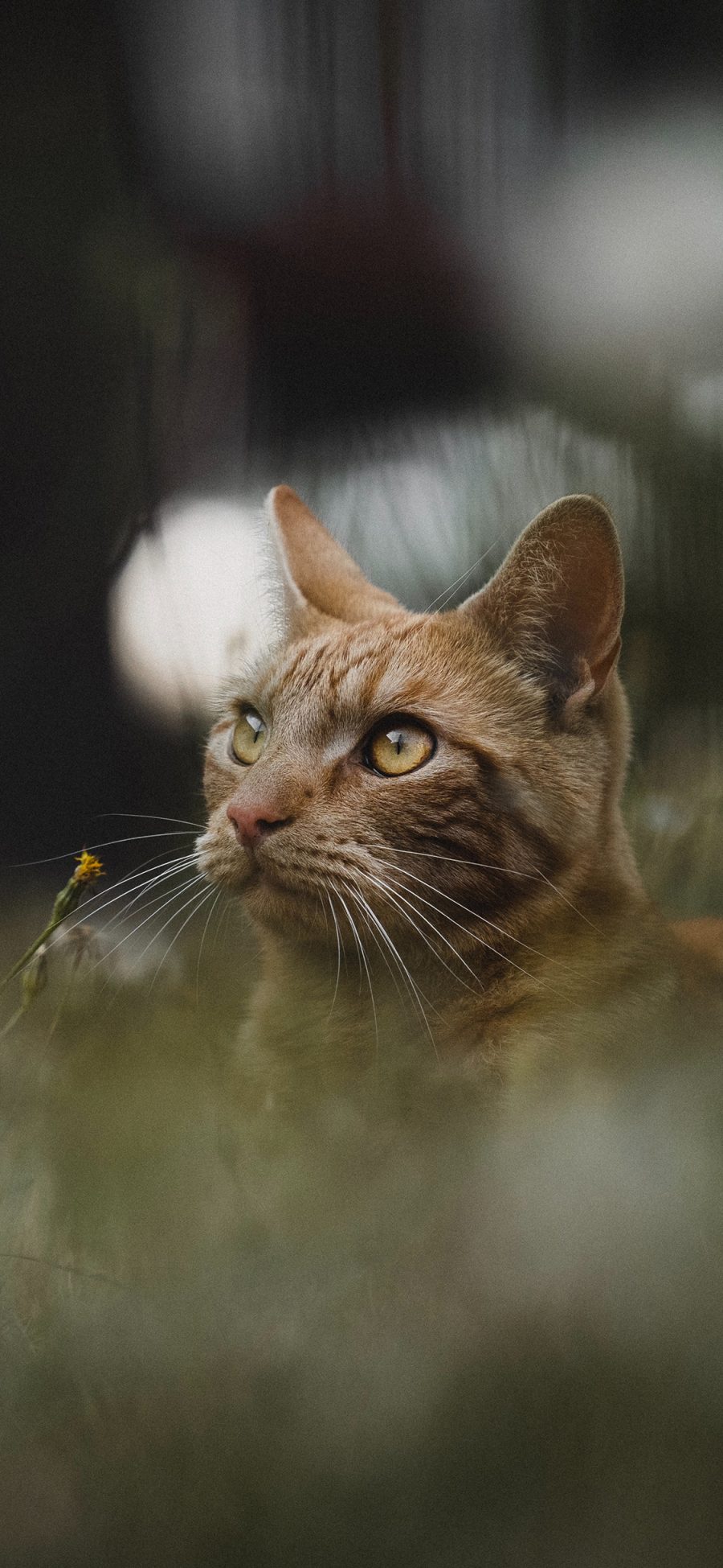 [2436×1125]郊外 草地 猫咪 橘猫 苹果手机壁纸图片