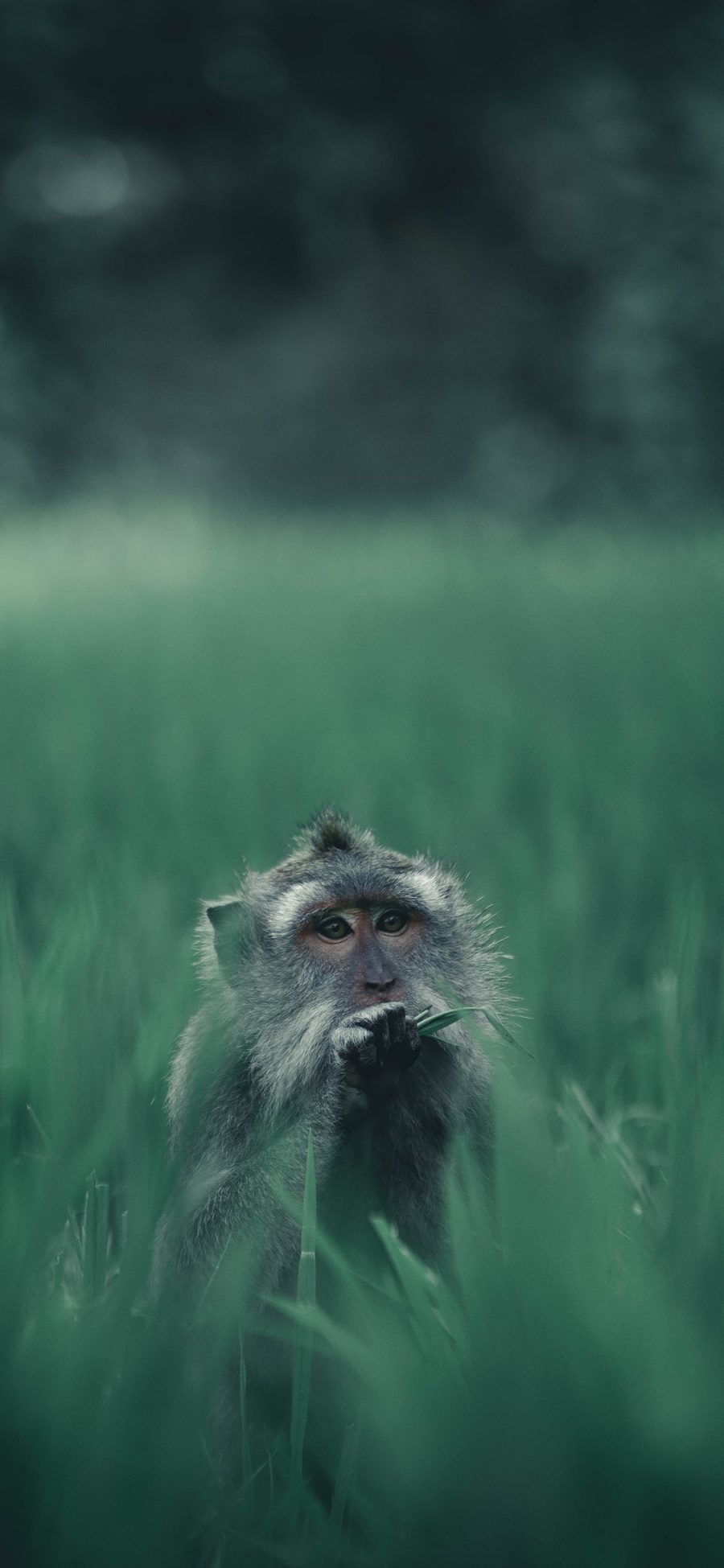 [2436×1125]郊外 草地 猴子 觅食 苹果手机壁纸图片
