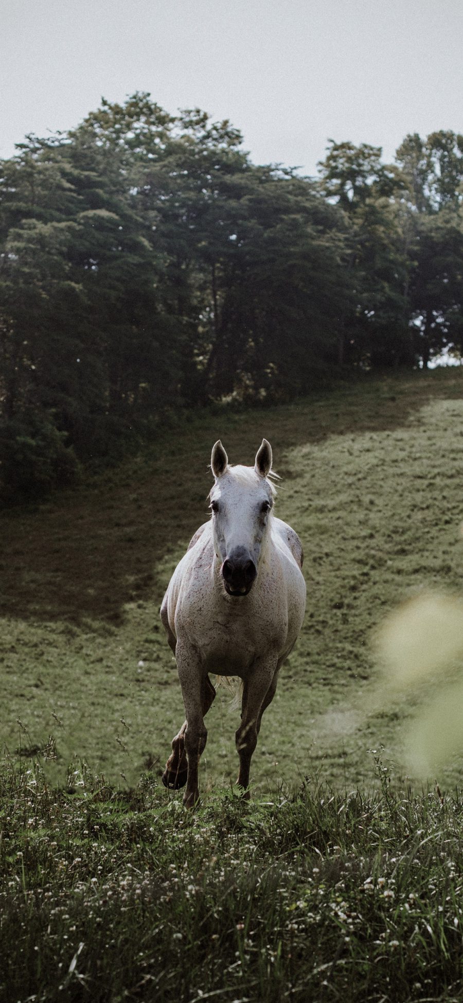 [2436×1125]郊外 草地 白马 奔跑 苹果手机壁纸图片