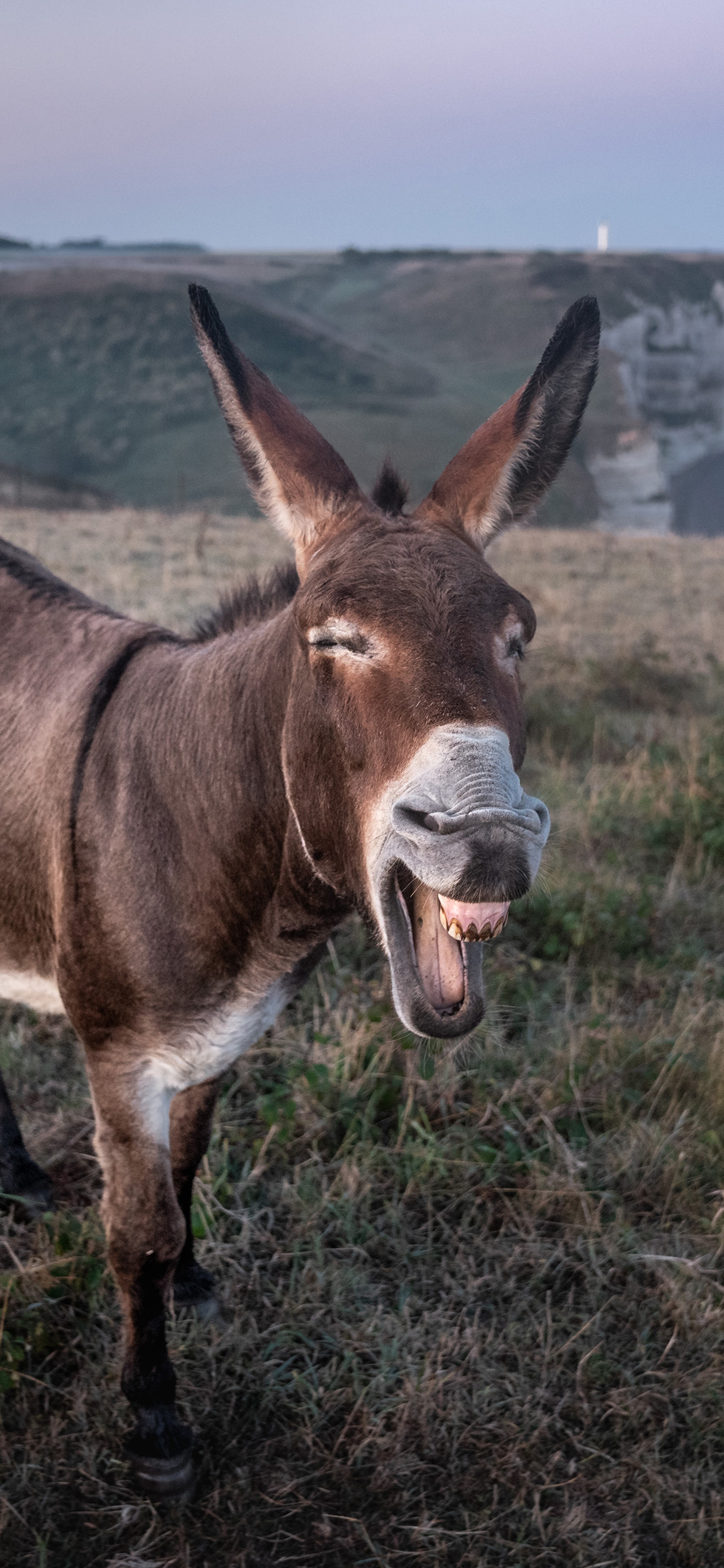 [2436×1125]郊外 草坪 驴 大笑 傻 苹果手机壁纸图片