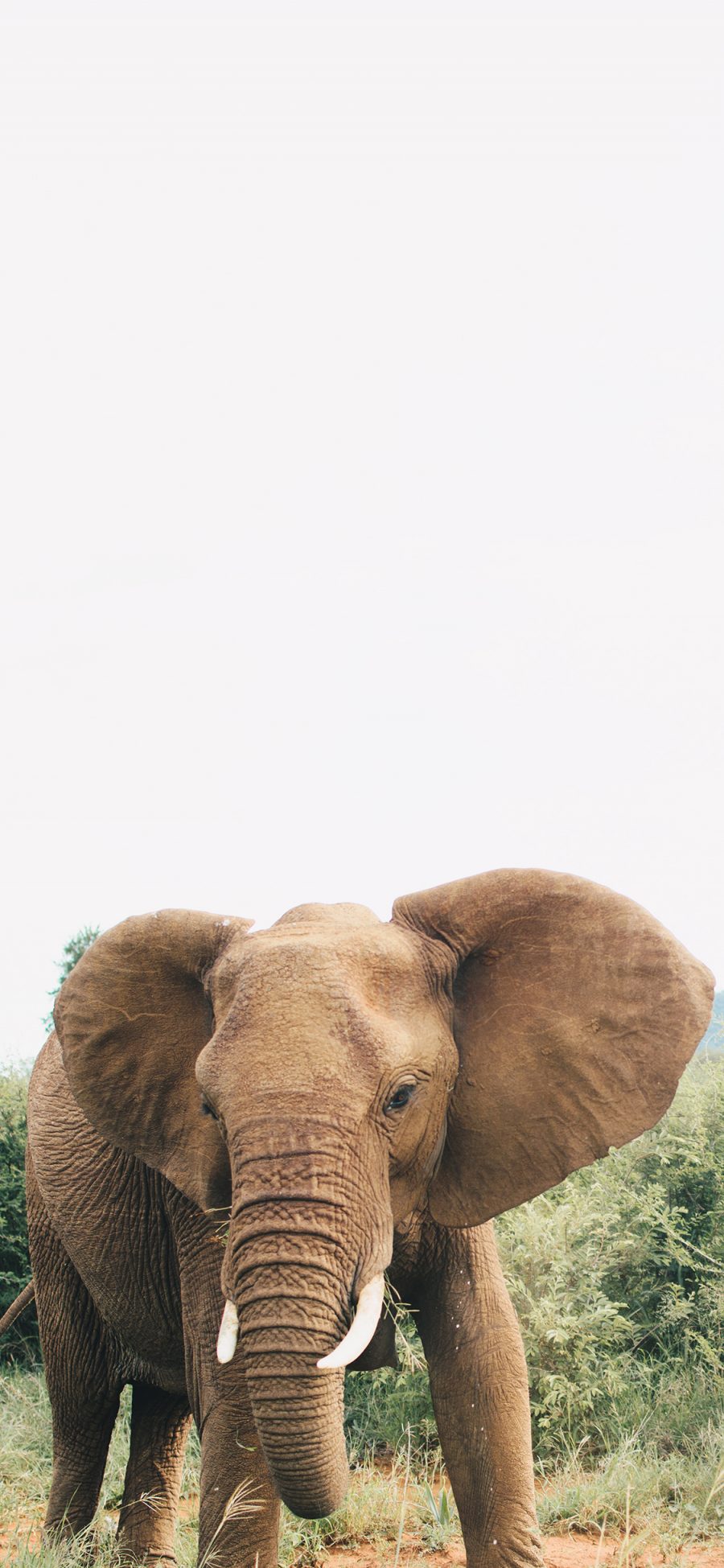 [2436×1125]郊外 野生 大象 象牙 苹果手机壁纸图片