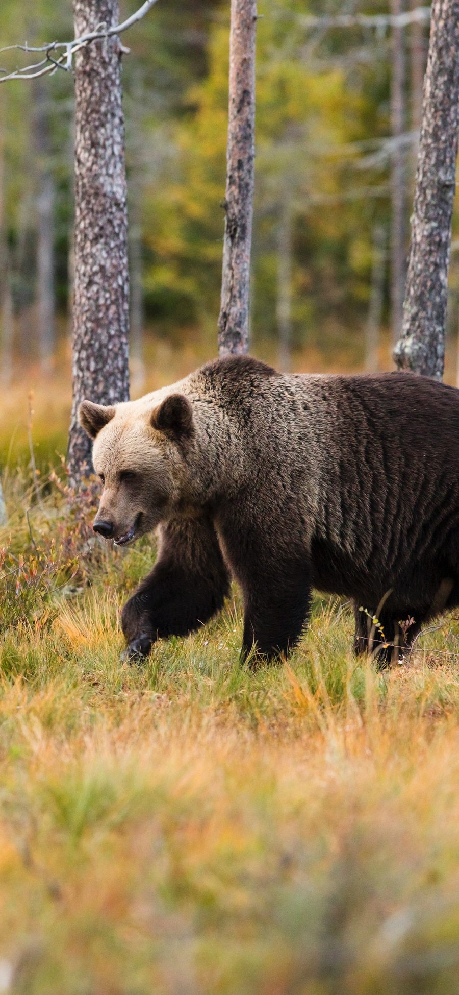 [2436×1125]郊外 野生 棕熊 爬行 苹果手机壁纸图片