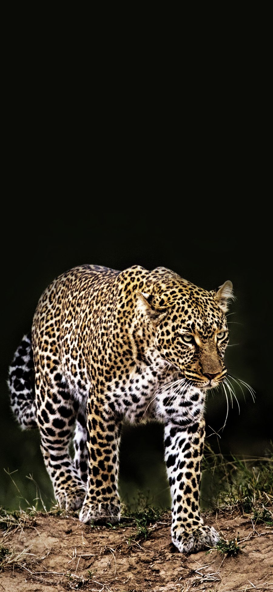 [2436×1125]郊外 野生 猎豹 狩猎 豹纹 苹果手机壁纸图片