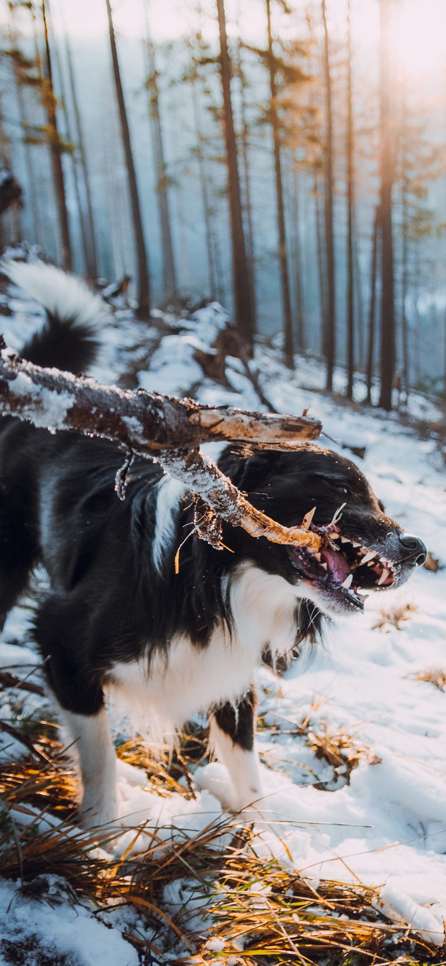 [2436×1125]郊外 雪地 宠物狗 牧羊犬 苹果手机壁纸图片