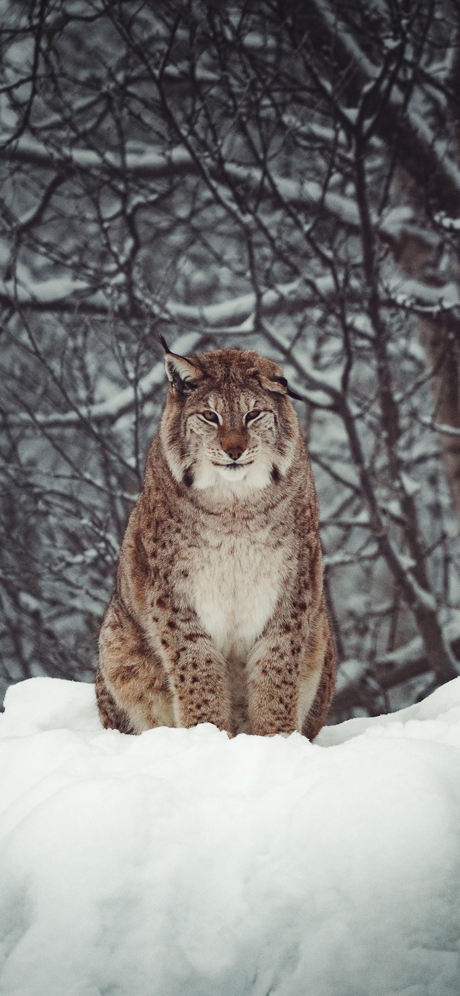 [2436×1125]郊外 雪地 猞猁 大型 猫科动物 苹果手机壁纸图片