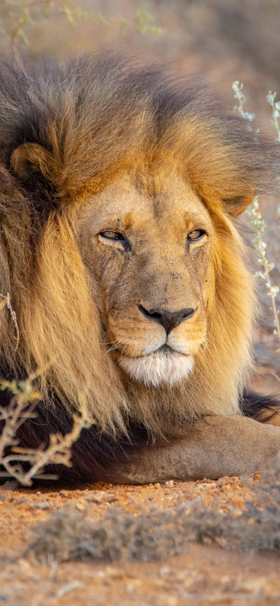 [2436×1125]郊外 非洲 狮子 雄狮 苹果手机壁纸图片
