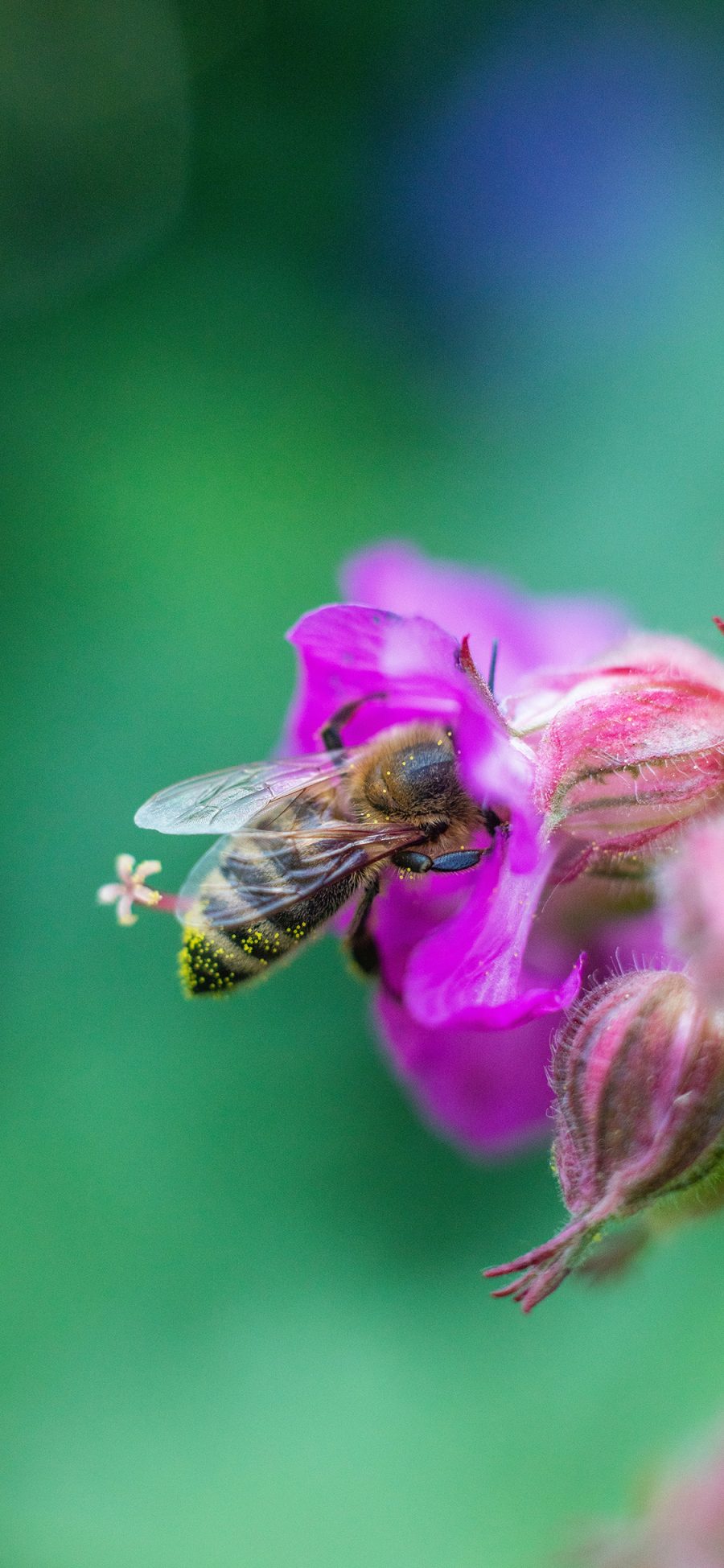 [2436×1125]采蜜 鲜花 花朵 蜜蜂 苹果手机壁纸图片
