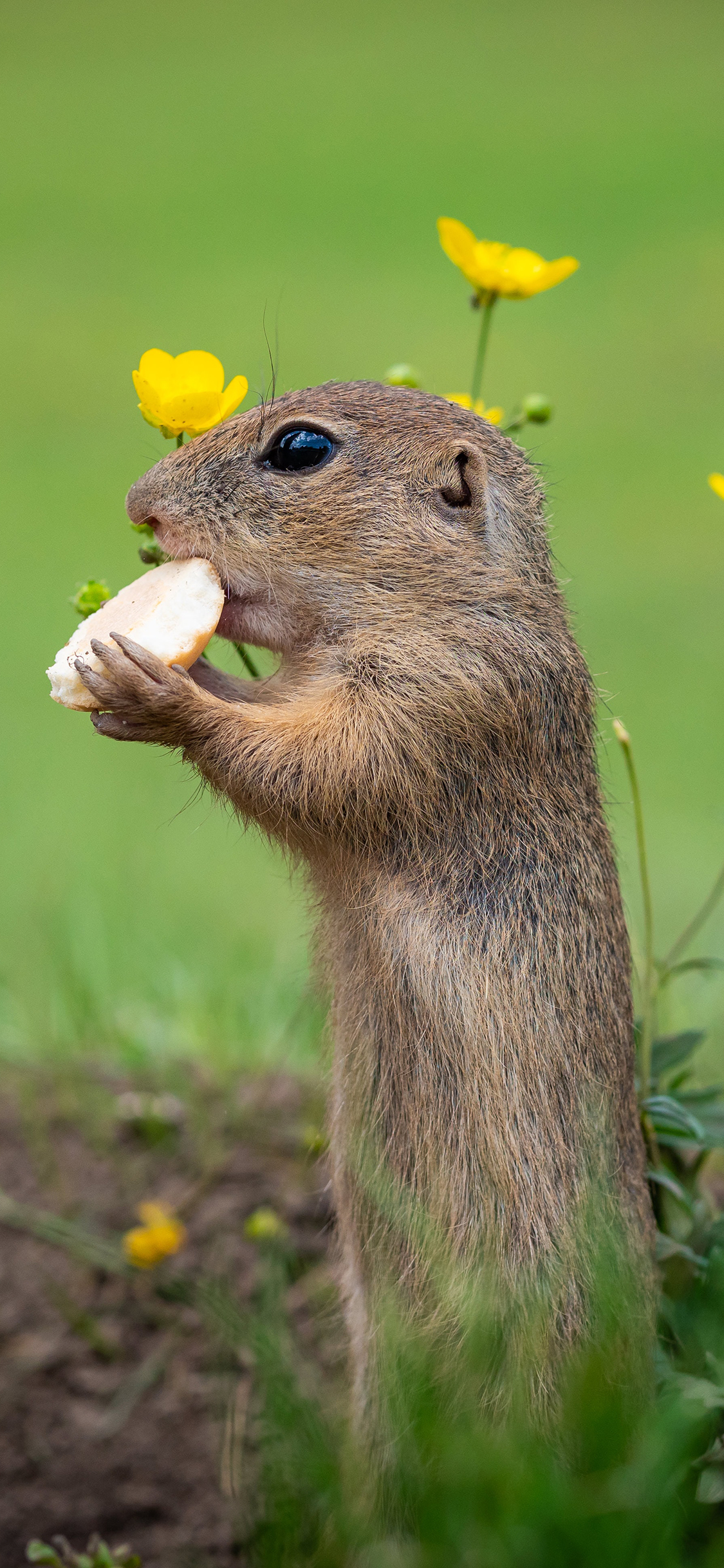[2436×1125]野外 土地 觅食 鼠类 苹果手机壁纸图片