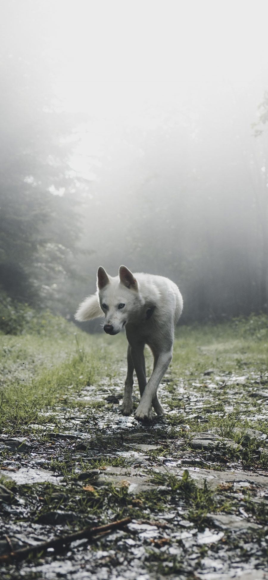 [2436×1125]野外 狼犬 白色皮毛 走位 苹果手机壁纸图片