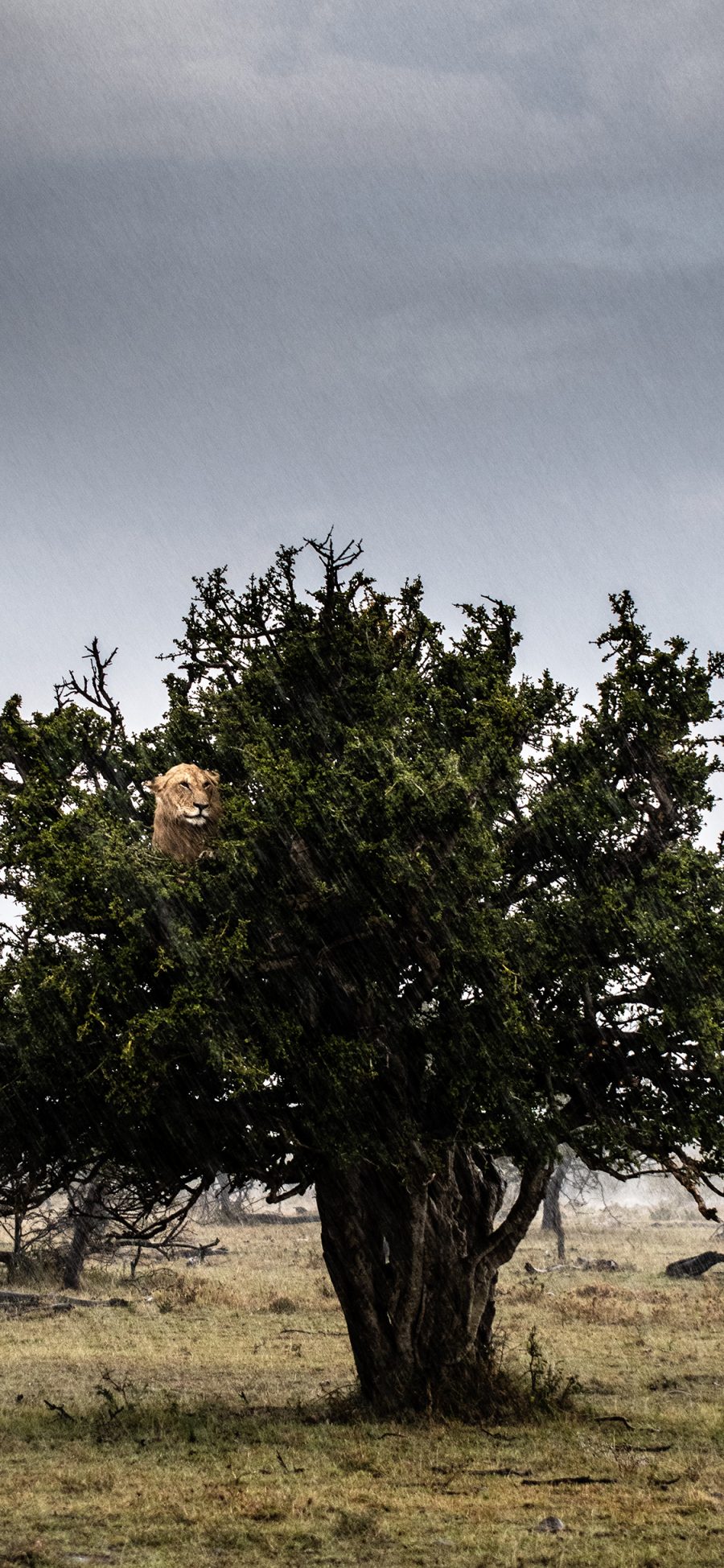 [2436×1125]野外 猛兽 狮子 树上 苹果手机壁纸图片