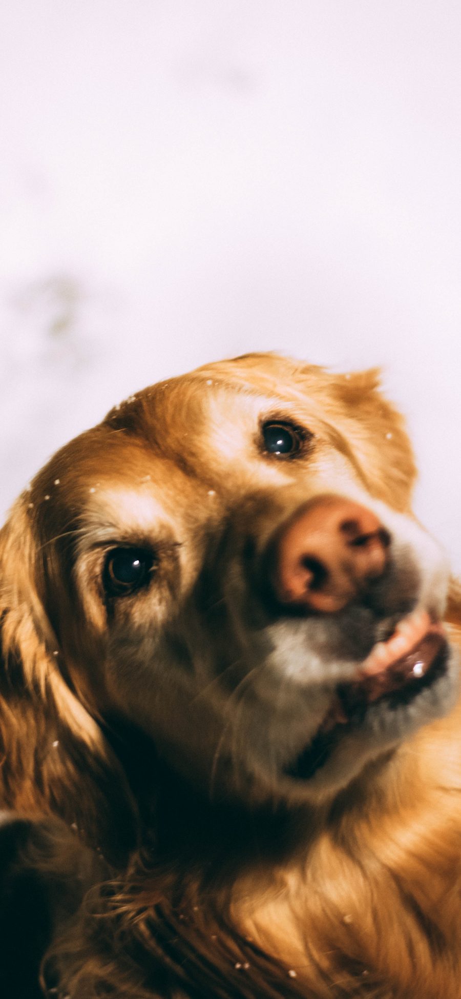 [2436×1125]金毛 宠物 犬类 狗 苹果手机壁纸图片