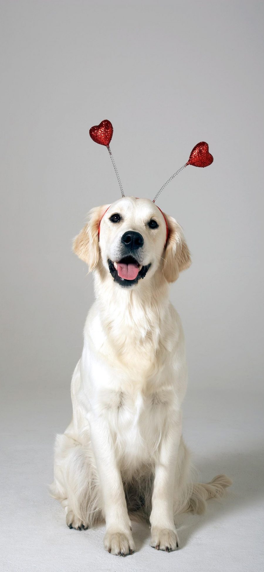 [2436×1125]金毛 犬 狗 汪星人 可爱 头箍 宠物 苹果手机壁纸图片