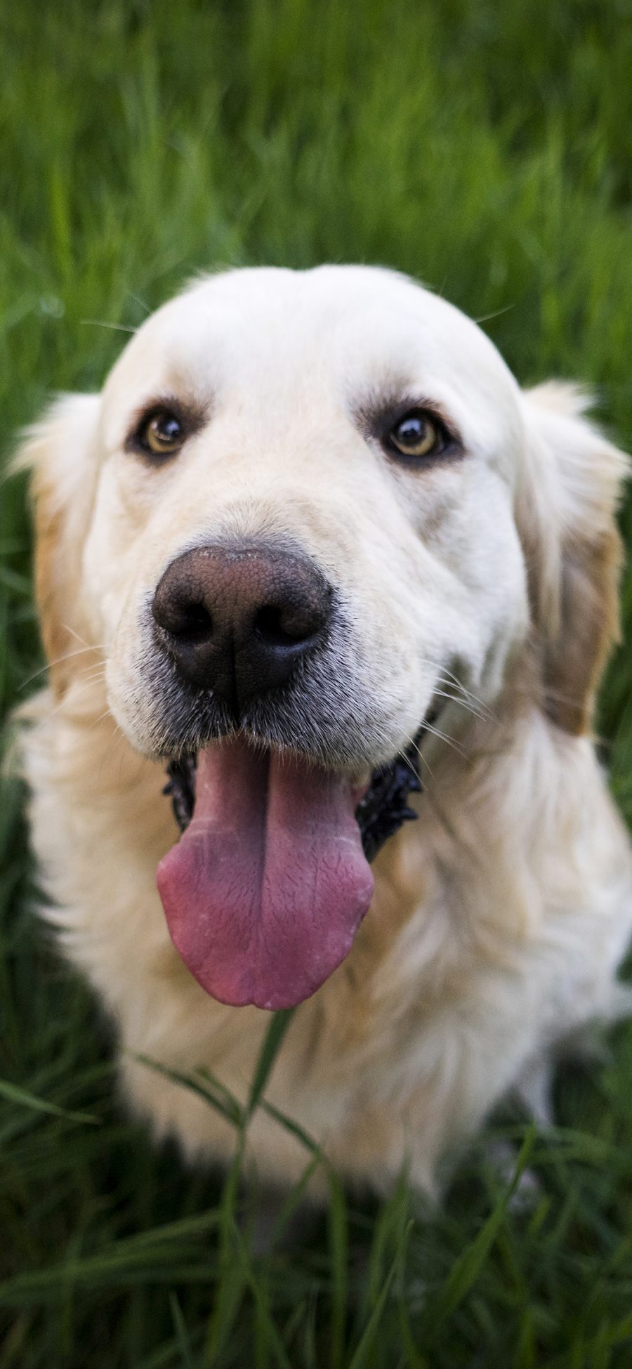 [2436×1125]金毛 狗 萌宠 犬 动物 苹果手机壁纸图片