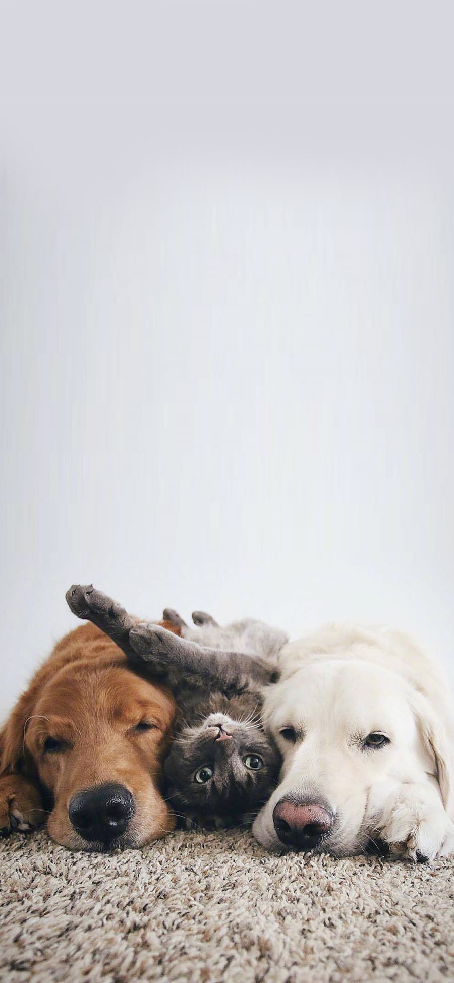 [2436×1125]金毛犬 犬类 猫咪 玩耍 地毯 苹果手机壁纸图片