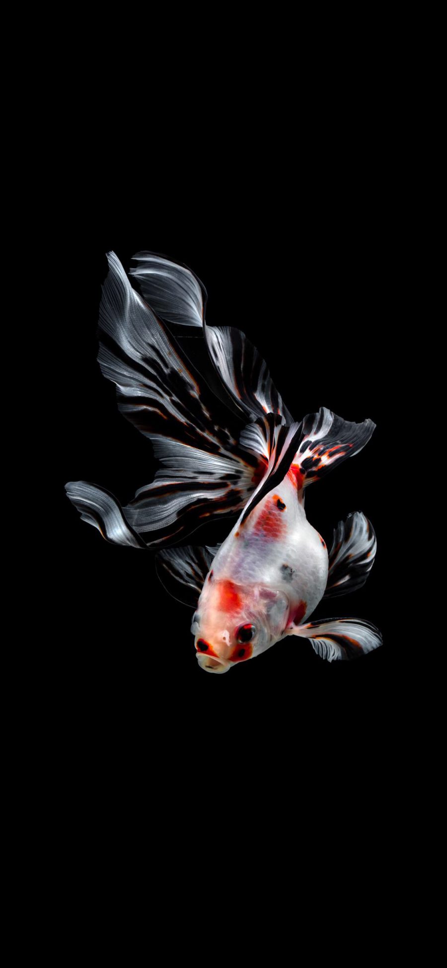 [2436×1125]金鱼 可爱 萌 尾巴 斑纹 苹果手机壁纸图片