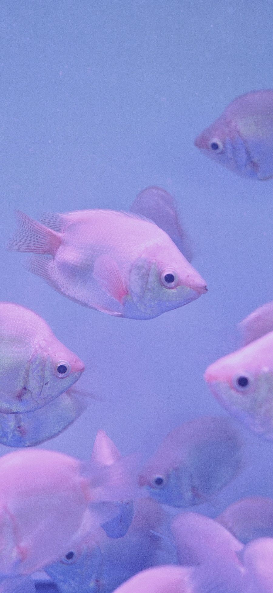 [2436×1125]金鱼 游动 鱼缸 水族 鱼群 紫色 苹果手机壁纸图片