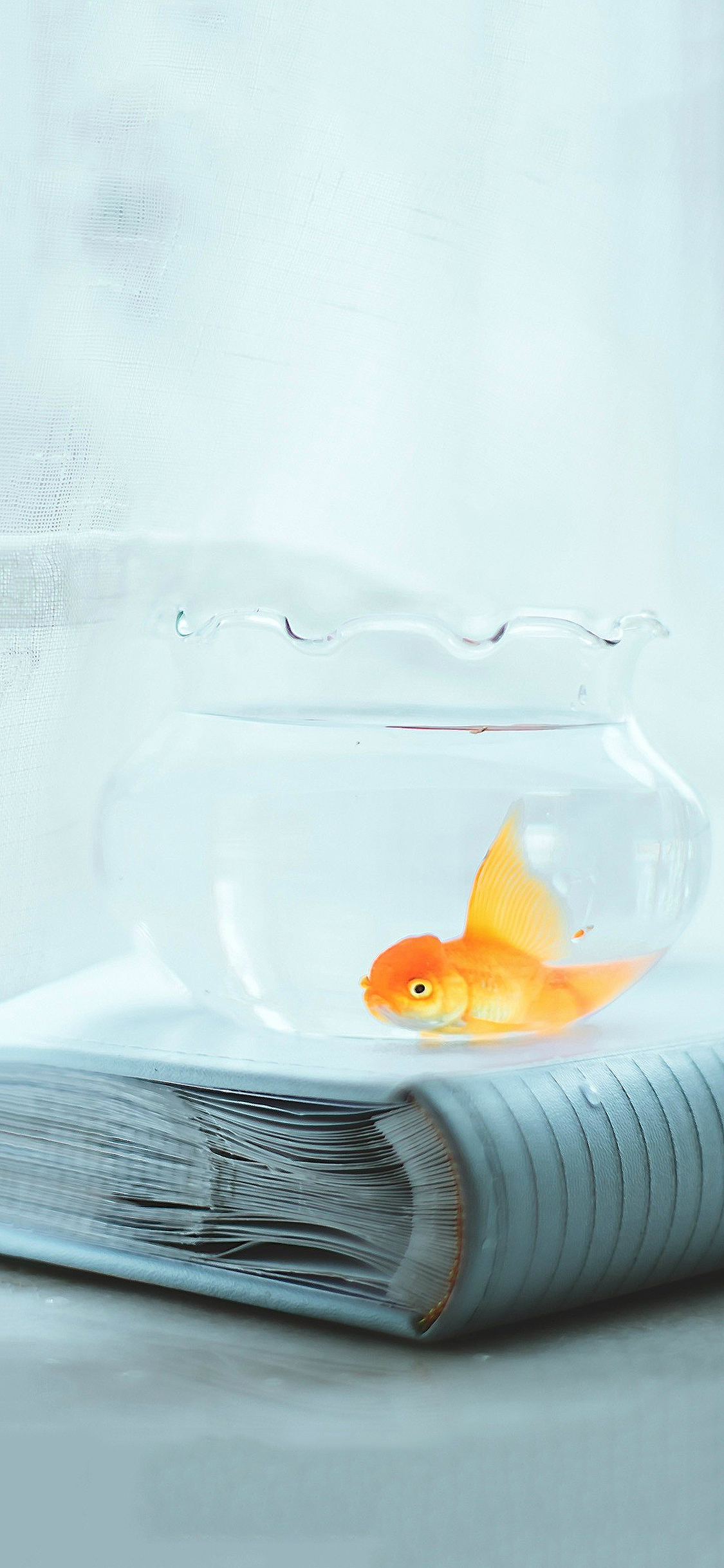 [2436×1125]金鱼 鱼缸 玻璃 小清新 文艺 苹果手机壁纸图片