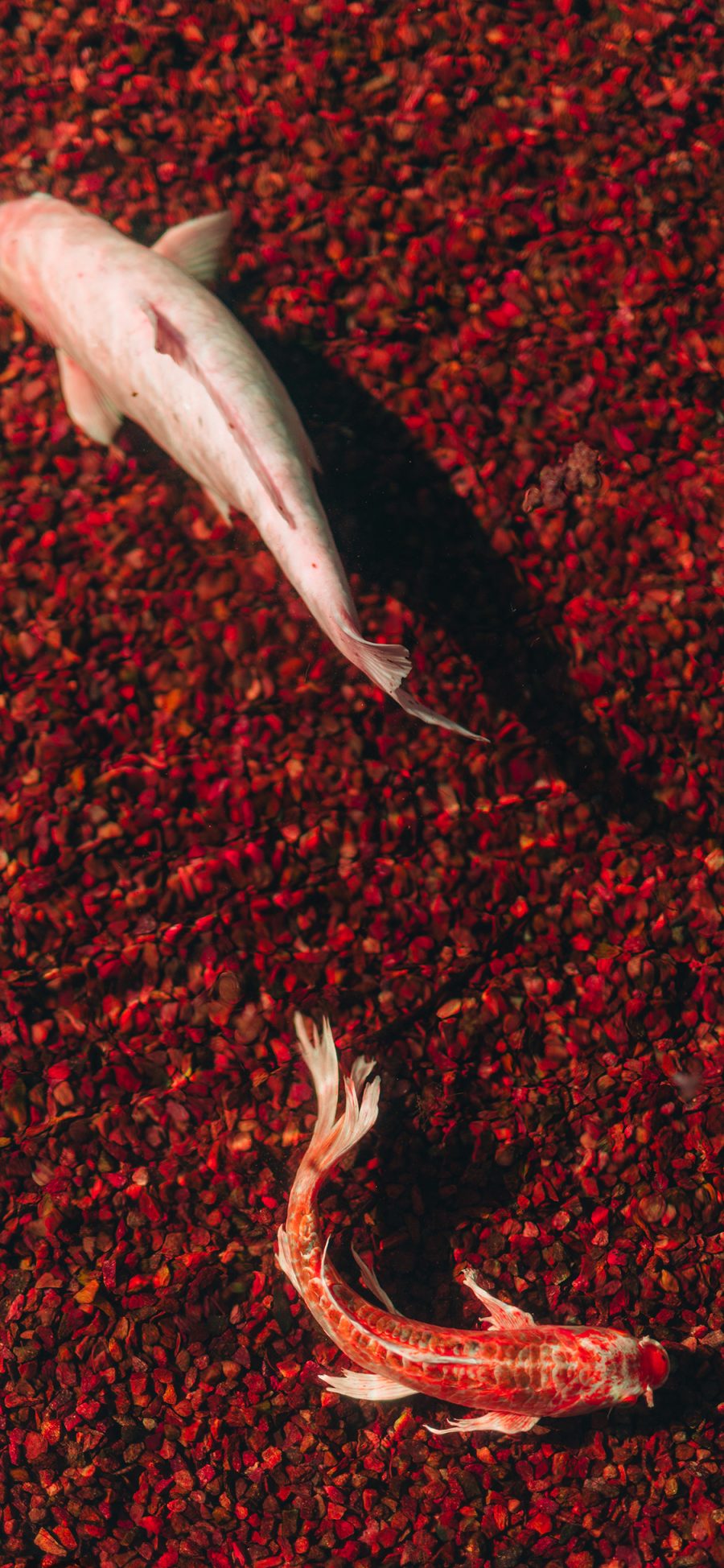 [2436×1125]锦鲤 锦鱼 金鱼 观赏鱼 苹果手机壁纸图片