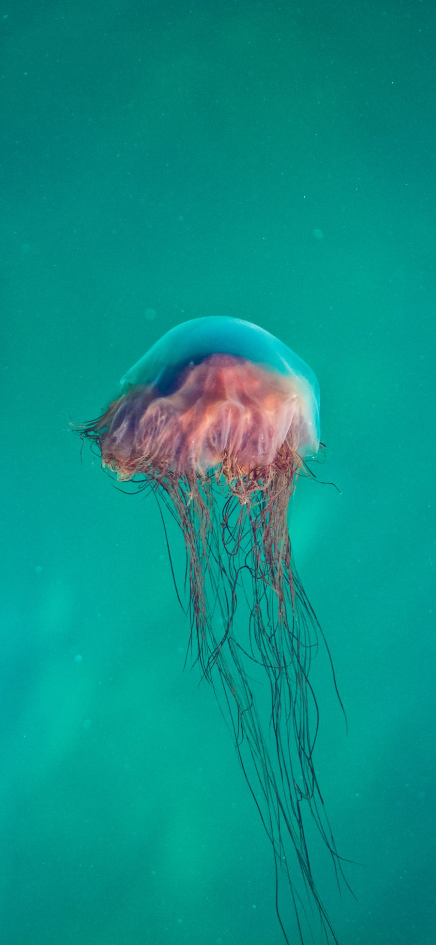 [2436×1125]长须 海洋生物 漂浮 水母 苹果手机壁纸图片