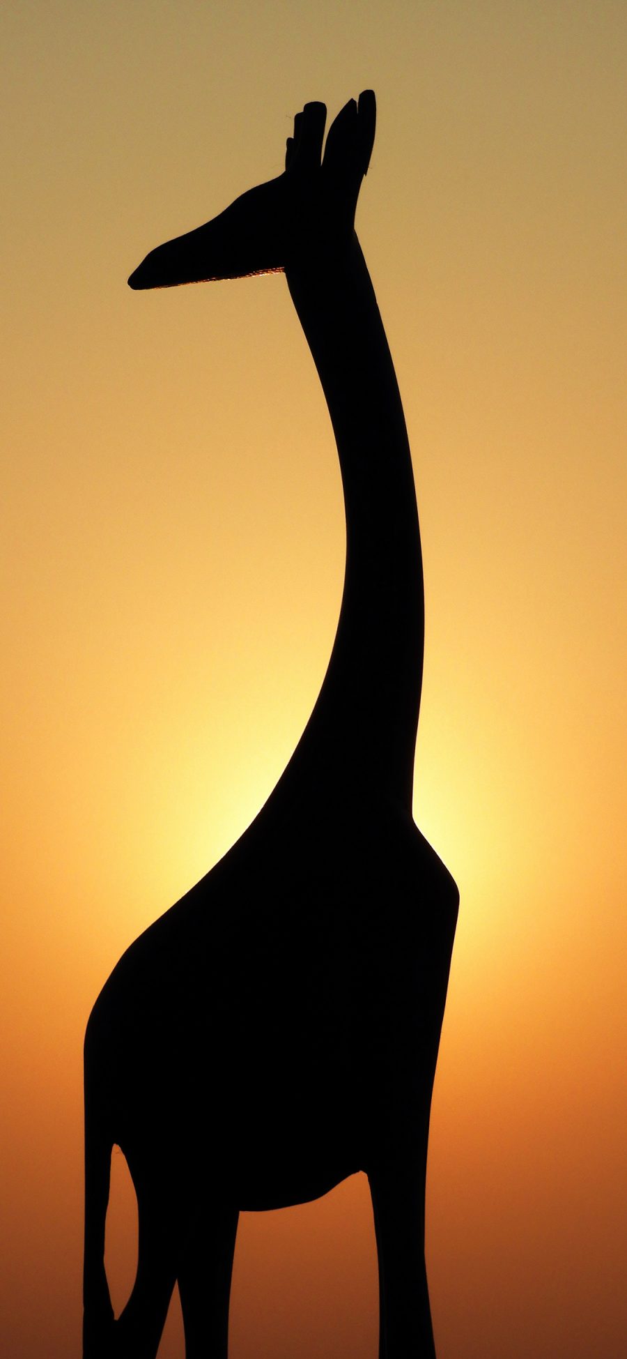 [2436×1125]长颈鹿 剪影 阴影 夕阳 苹果手机壁纸图片
