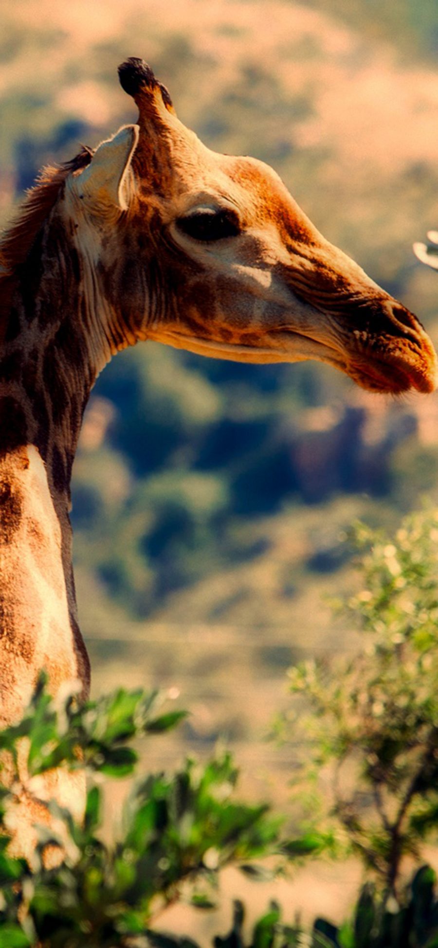 [2436×1125]长颈鹿 动物 野生动物 非洲 自然 户外 苹果手机壁纸图片
