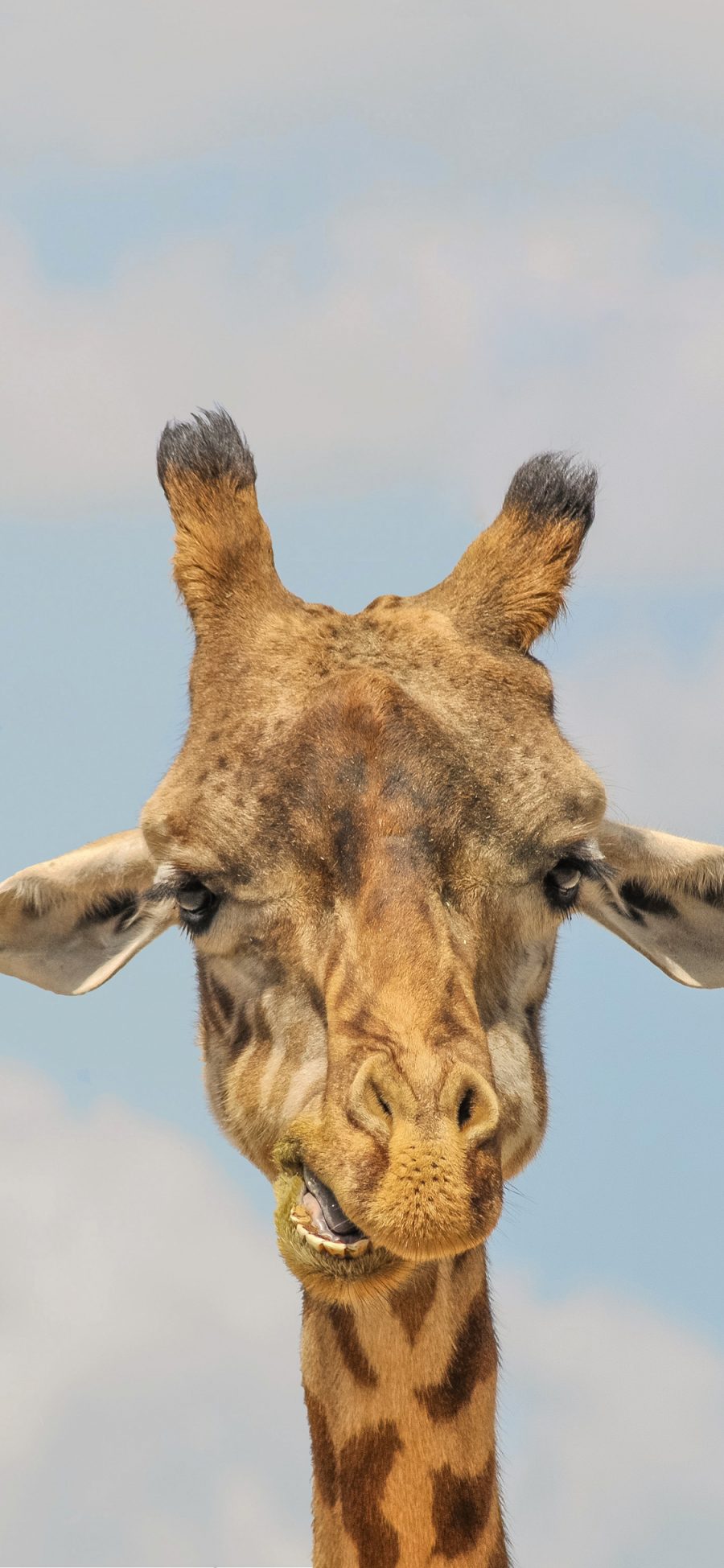 [2436×1125]长颈鹿 可爱 萌 斑纹 纹路 苹果手机壁纸图片