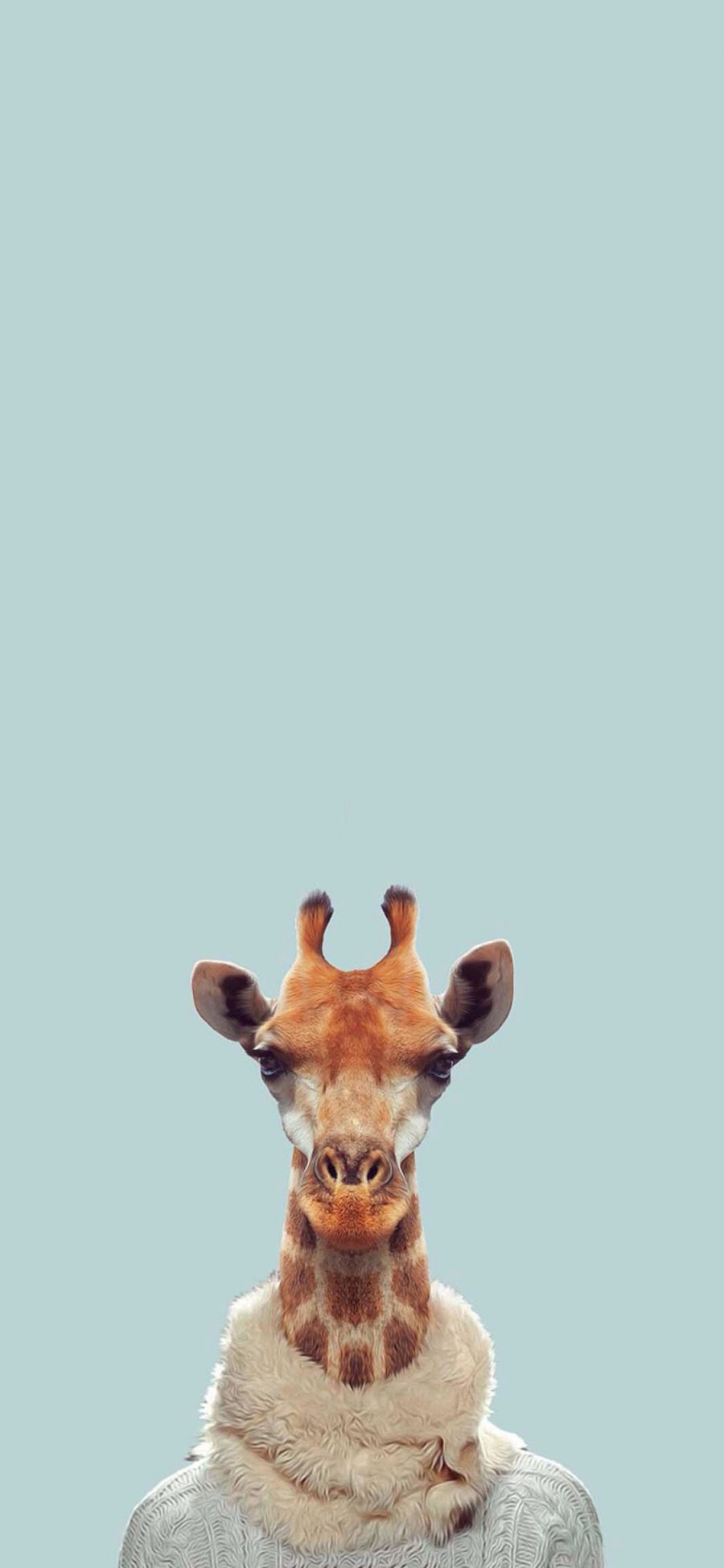 [2436×1125]长颈鹿 围脖 毛衣 苹果手机壁纸图片