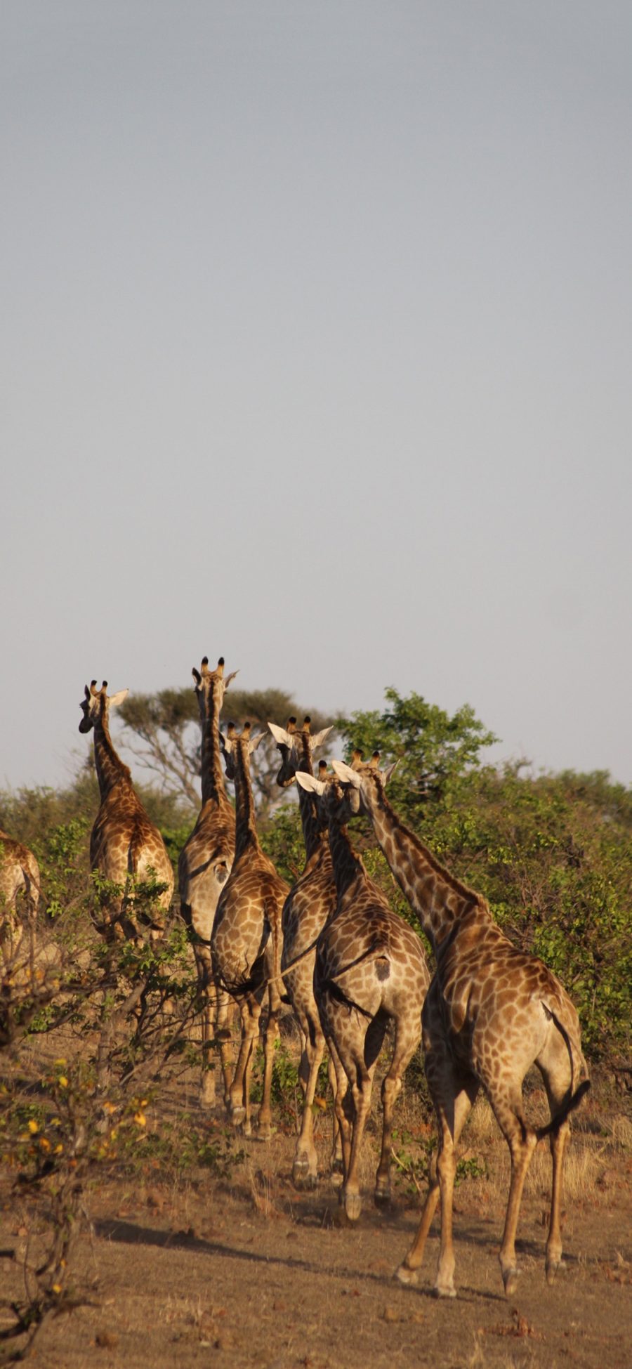 [2436×1125]长颈鹿 野生 种群 斑纹 苹果手机壁纸图片