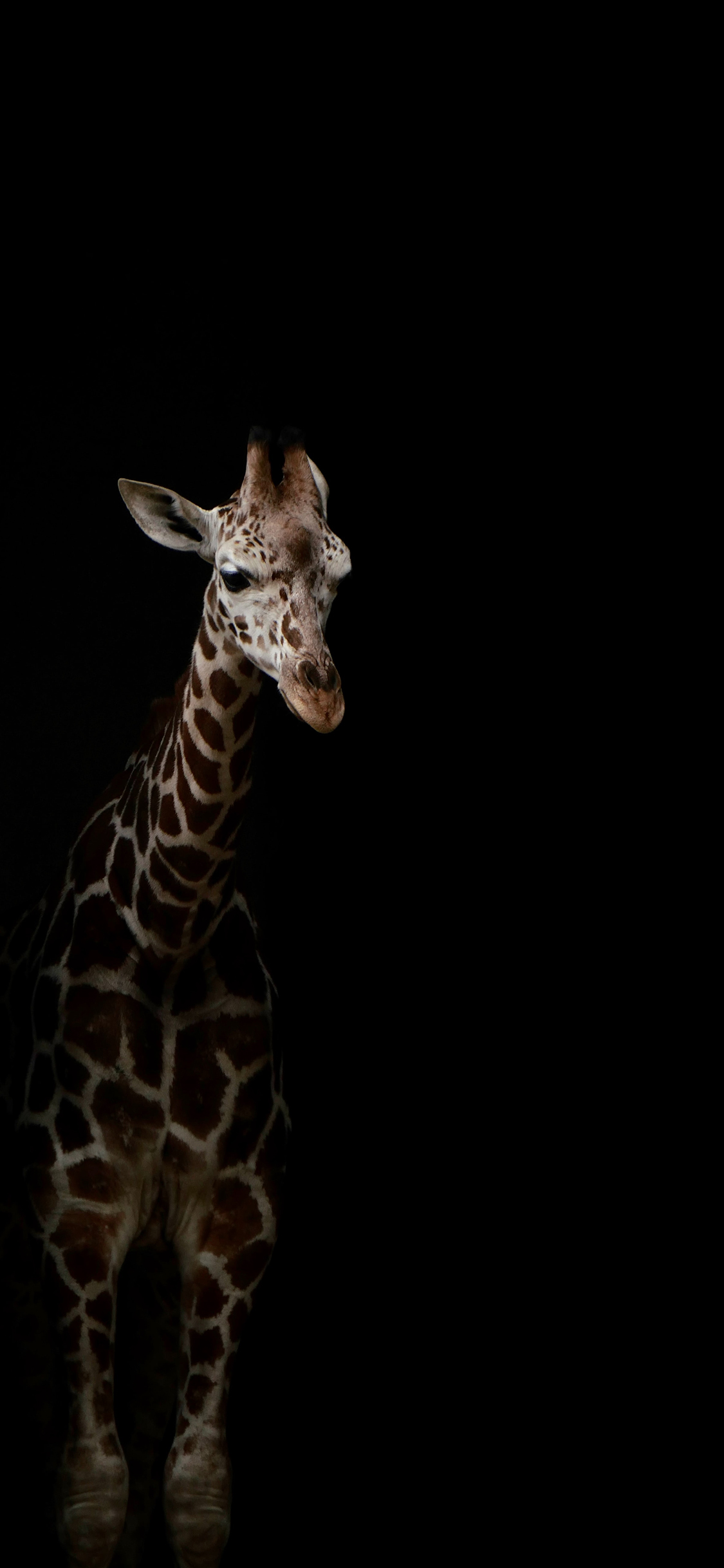 [2436×1125]长颈鹿 饲养 砖墙 黑暗 苹果手机壁纸图片