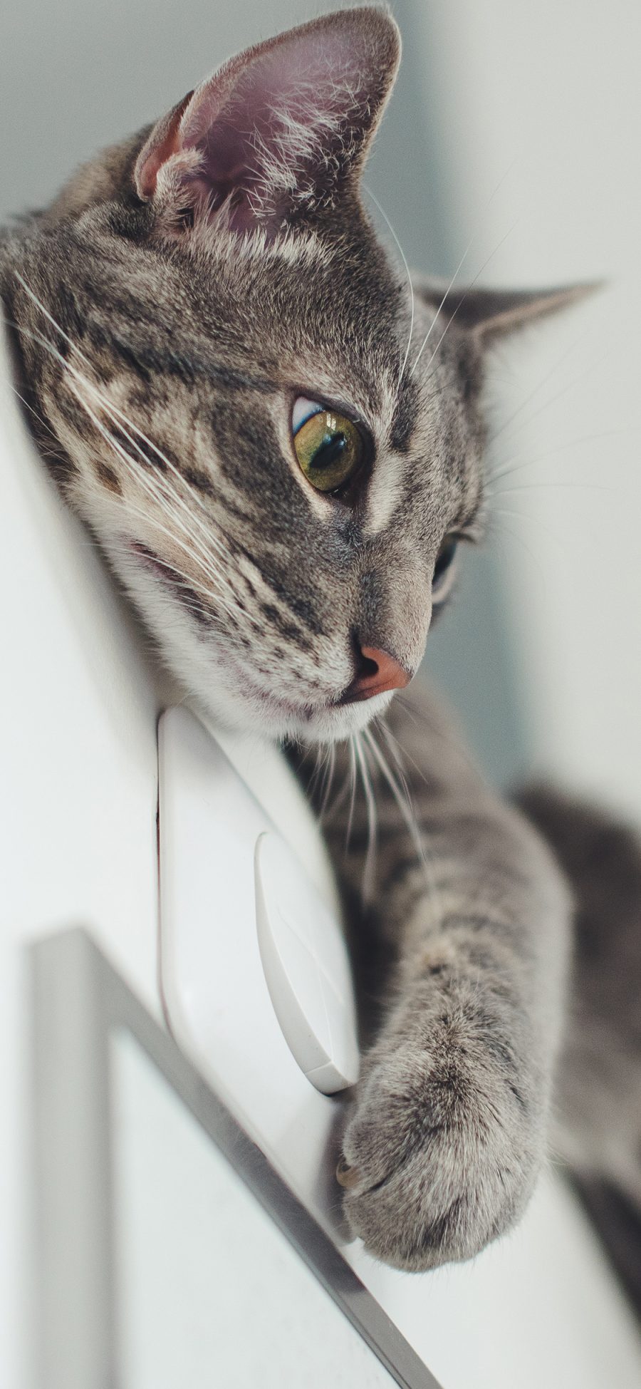 [2436×1125]门 宠物 猫咪 喵星人 可爱 苹果手机壁纸图片