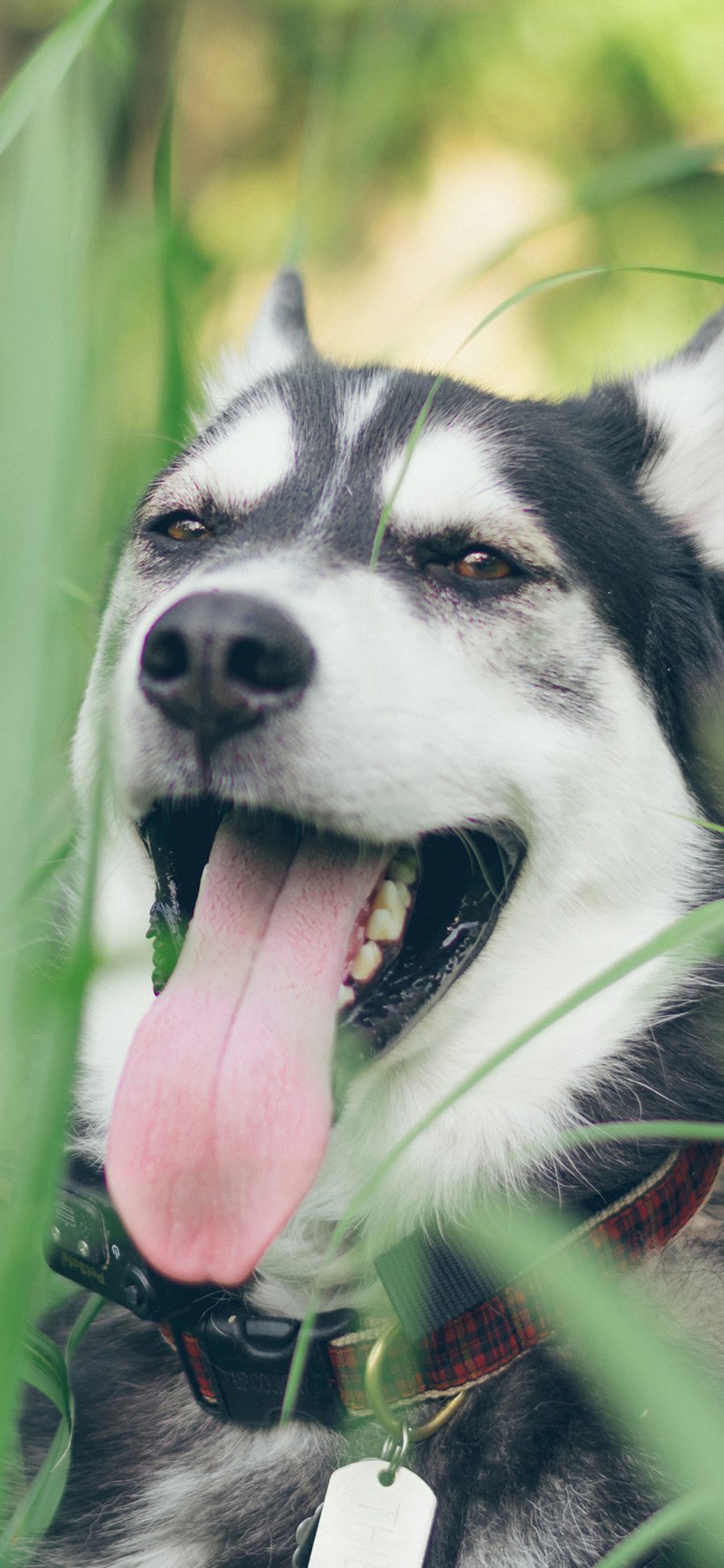 [2436×1125]阿拉斯加犬 活泼 可爱 苹果手机壁纸图片