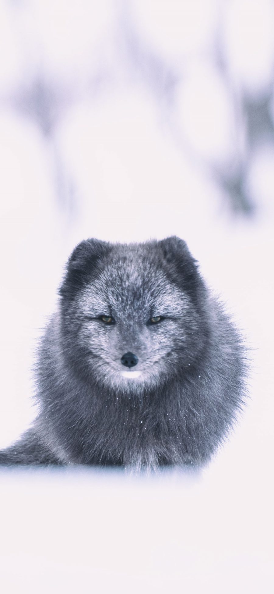 [2436×1125]雪地 冬季 狐狸 毛发 苹果手机壁纸图片