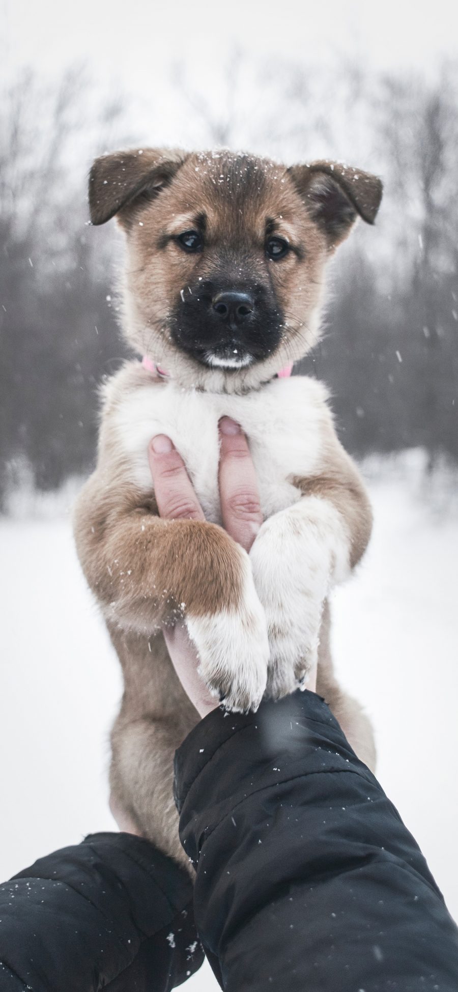 [2436×1125]雪地 宠物狗 幼犬 汪星人 苹果手机壁纸图片