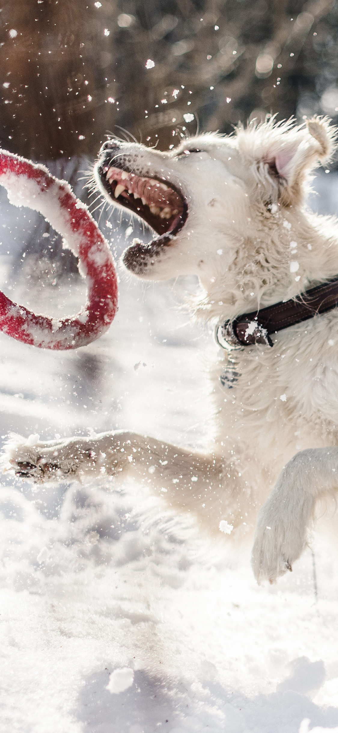 [2436×1125]雪地 宠物狗 汪星人 游戏 玩具 苹果手机壁纸图片
