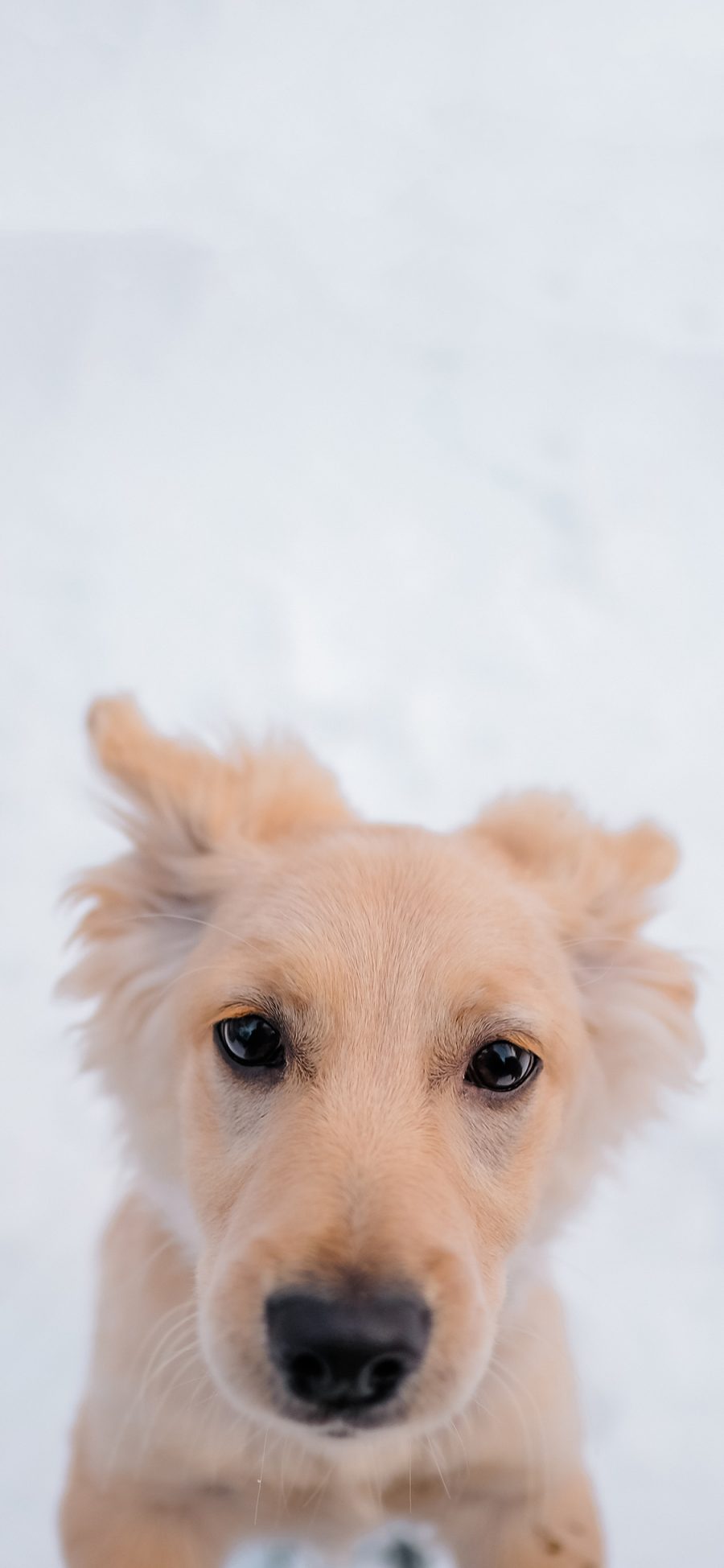 [2436×1125]雪地 宠物狗 金毛犬 汪星人 苹果手机壁纸图片