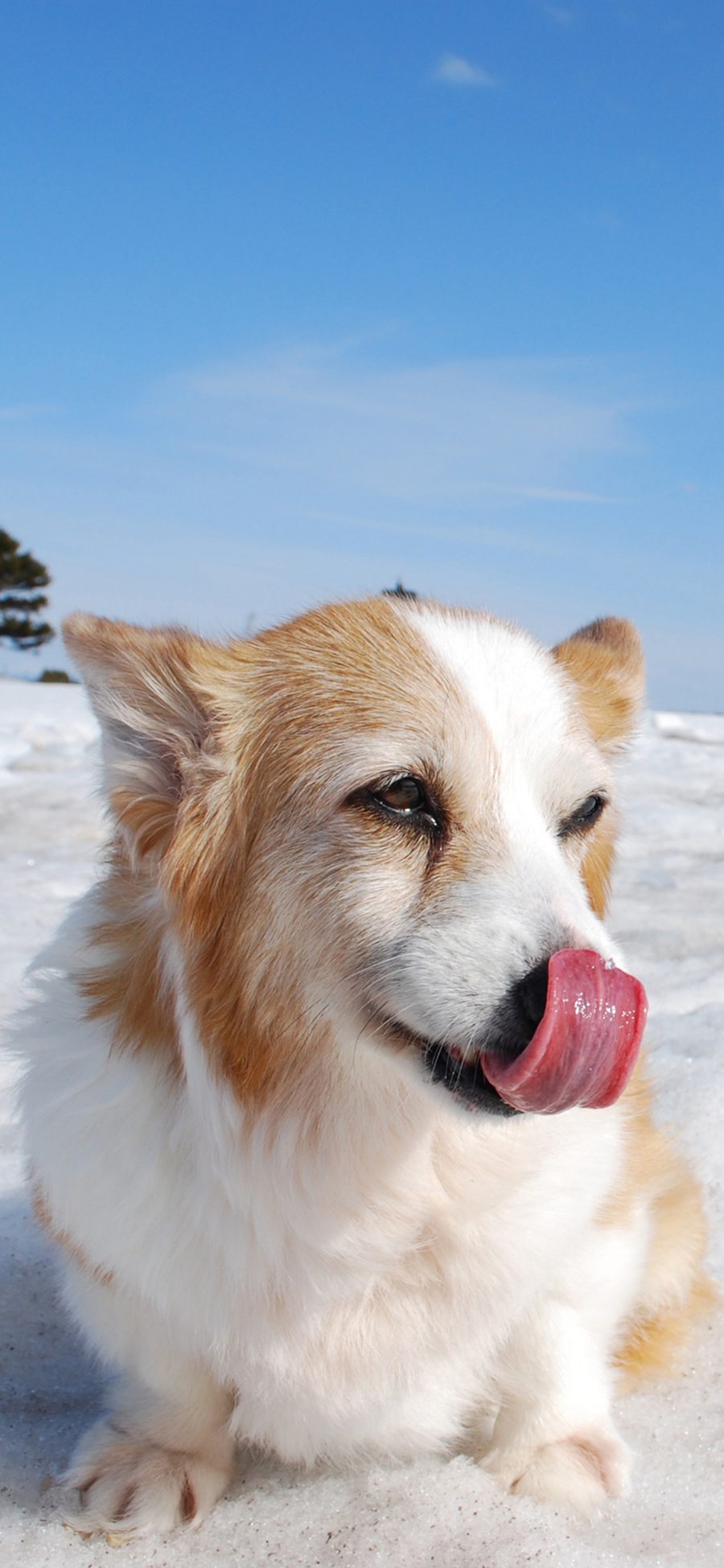 [2436×1125]雪地 柯基犬 短腿萌物 苹果手机壁纸图片