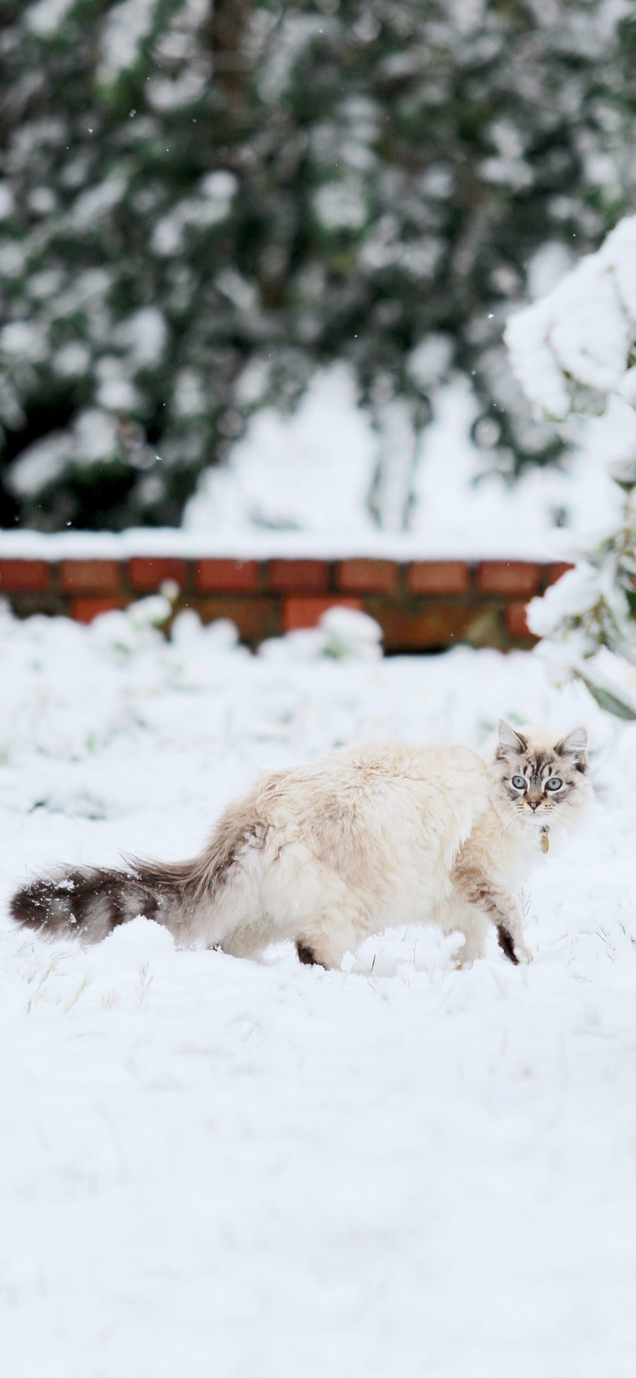 [2436×1125]雪地 猫咪 喵星人 长尾巴 苹果手机壁纸图片