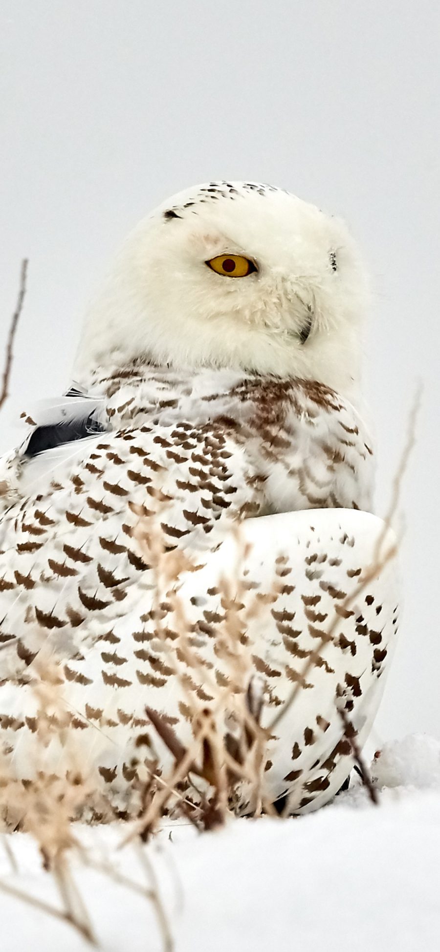 [2436×1125]雪地 猫头鹰 保护动物 白色 苹果手机壁纸图片