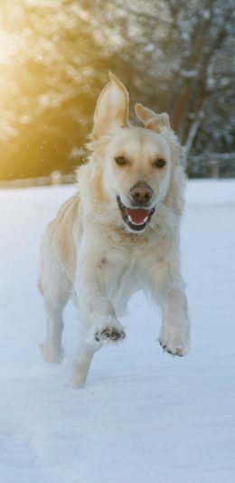 [2436x1125]雪地 阳光 奔跑的金毛犬 苹果手机壁纸图片