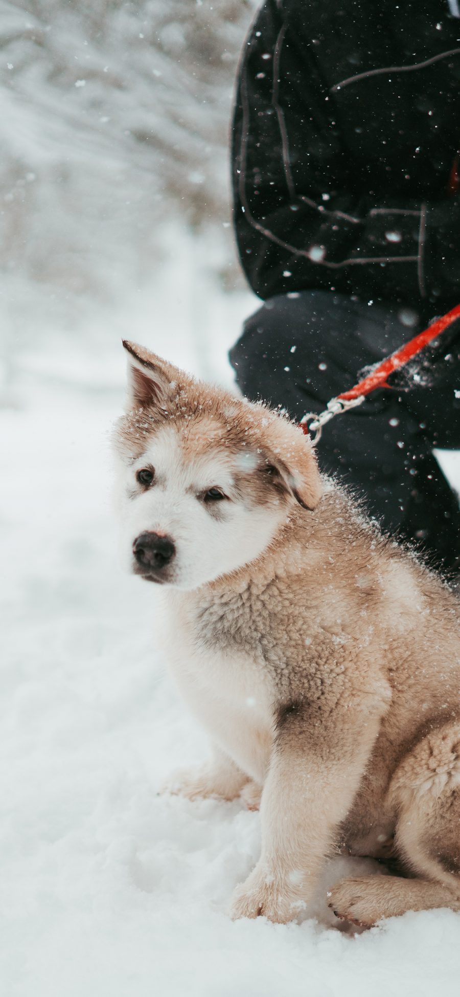 [2436×1125]雪地 雪橇犬 幼崽 可爱 苹果手机壁纸图片