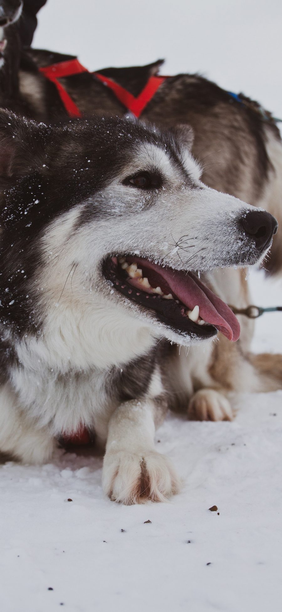 [2436×1125]雪地 雪橇犬 阿拉斯加 狗狗 苹果手机壁纸图片