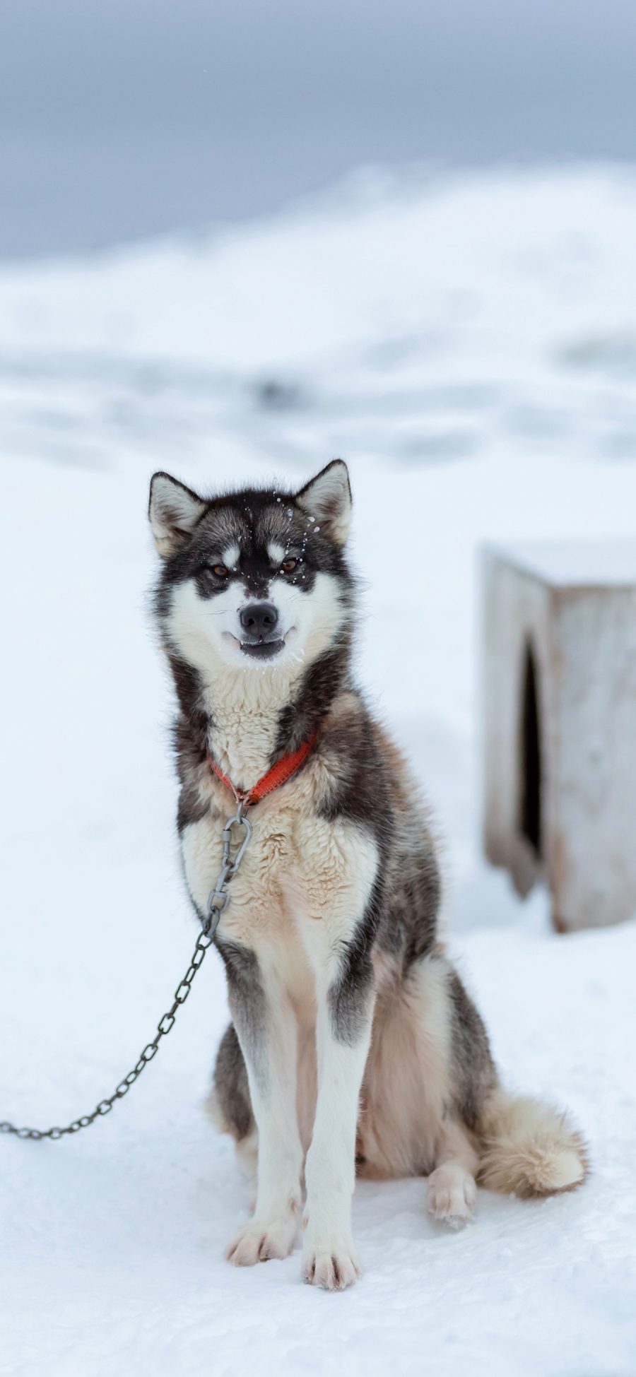 [2436×1125]雪地 雪橇犬 阿拉斯加 狗链子 苹果手机壁纸图片