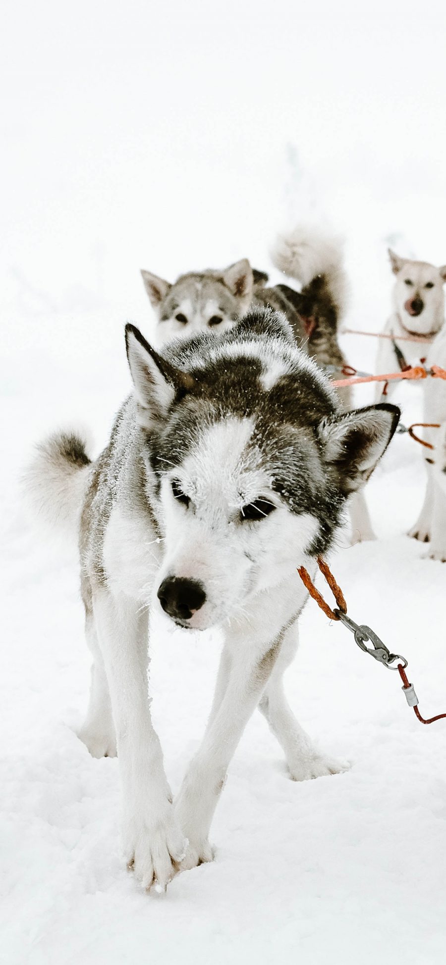 [2436×1125]雪地 雪橇犬 阿拉斯加犬 拉车 苹果手机壁纸图片