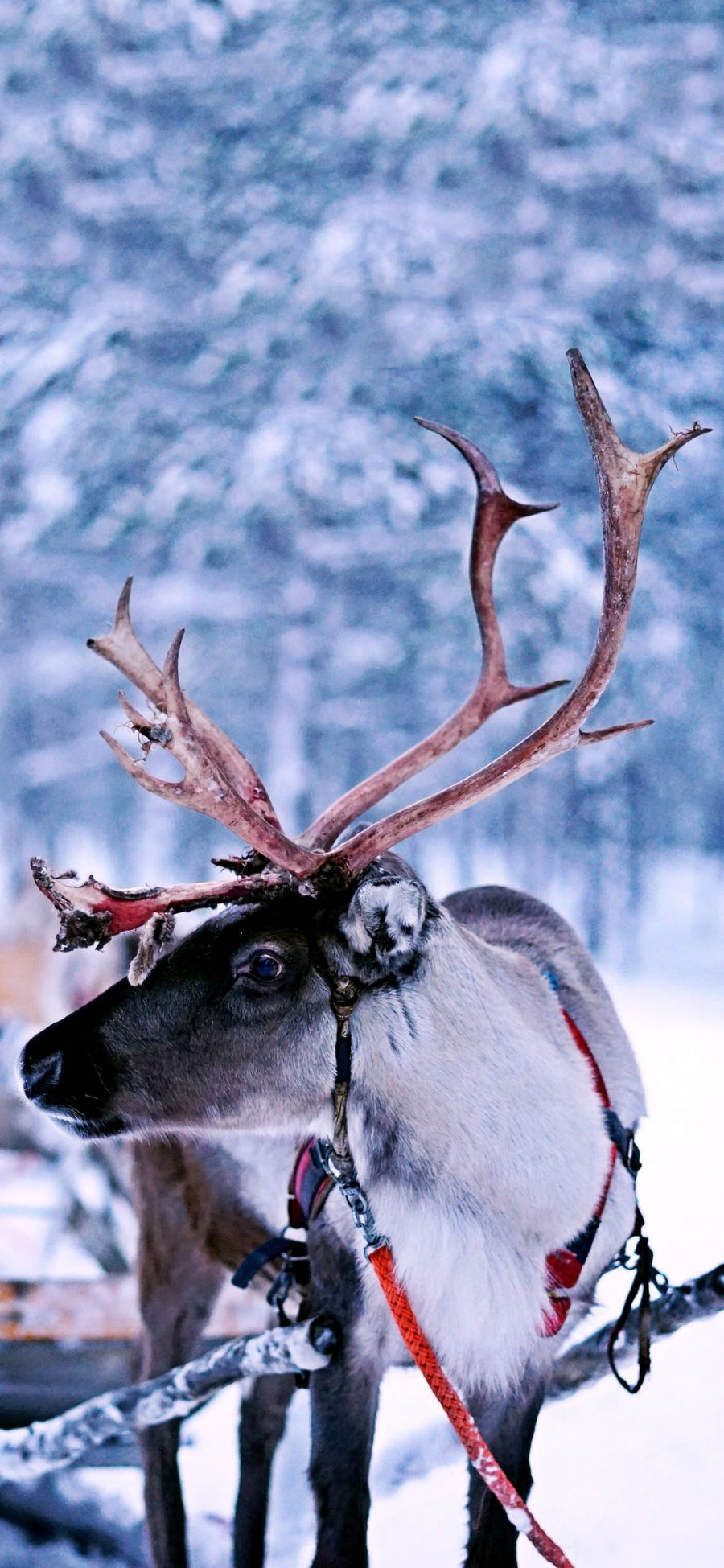 [2436×1125]雪地 驯鹿 保护动物 雪橇 苹果手机壁纸图片