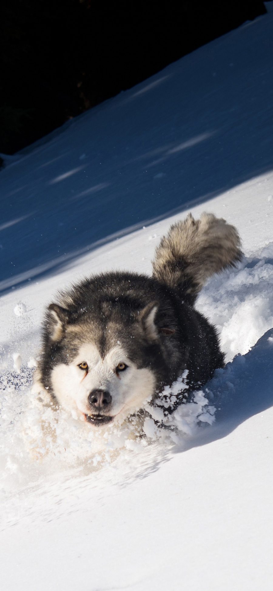 [2436×1125]雪地里的阿拉斯加犬 呆萌 苹果手机壁纸图片