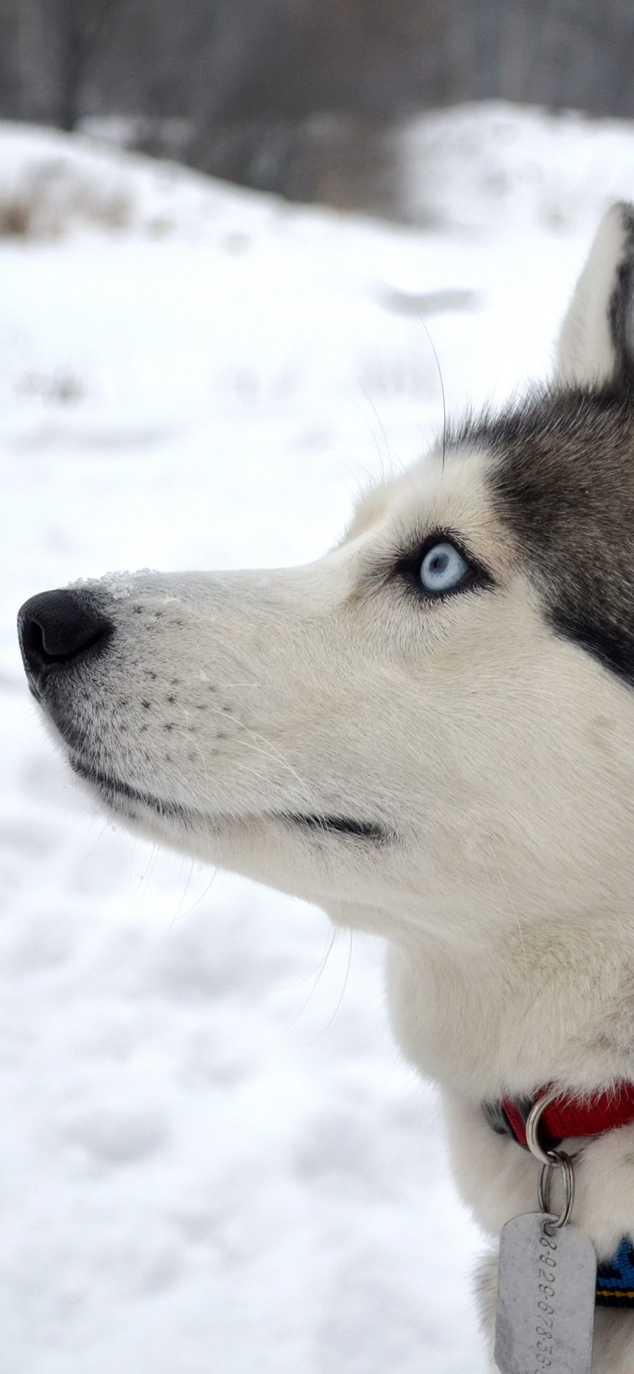 [2436×1125]雪橇犬 狗 雪地 汪星人 宠物 苹果手机壁纸图片