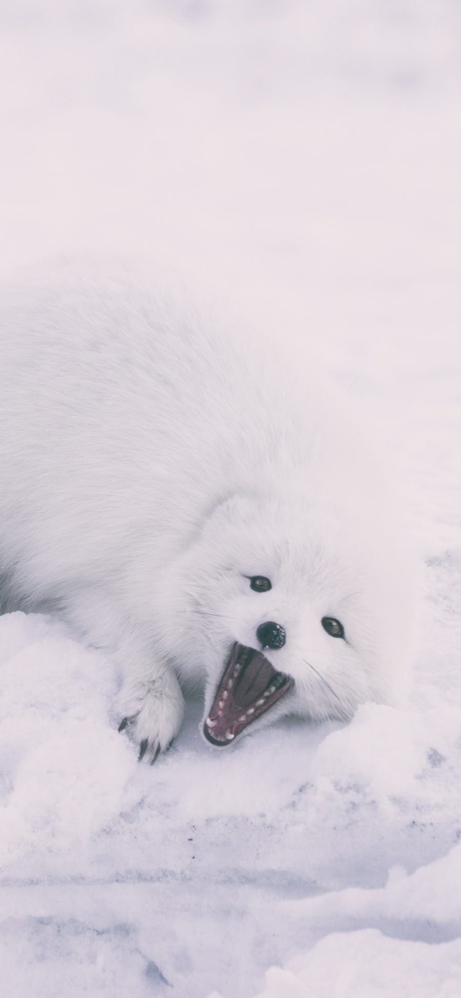 [2436×1125]雪狐 狐狸 白狐 雪地 寒冷 苹果手机壁纸图片