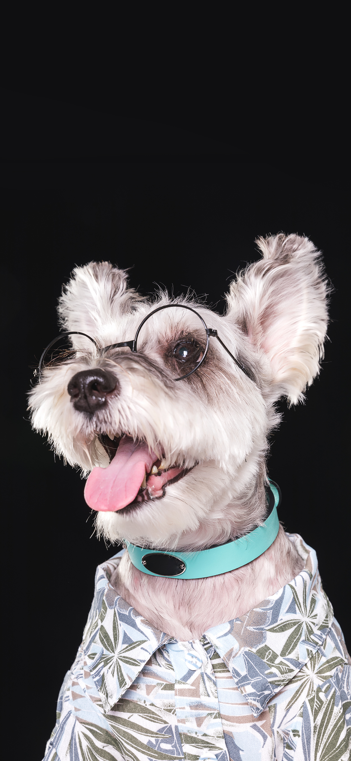 [2436×1125]雪纳瑞 宠物 眼镜 衣服 精致 苹果手机壁纸图片