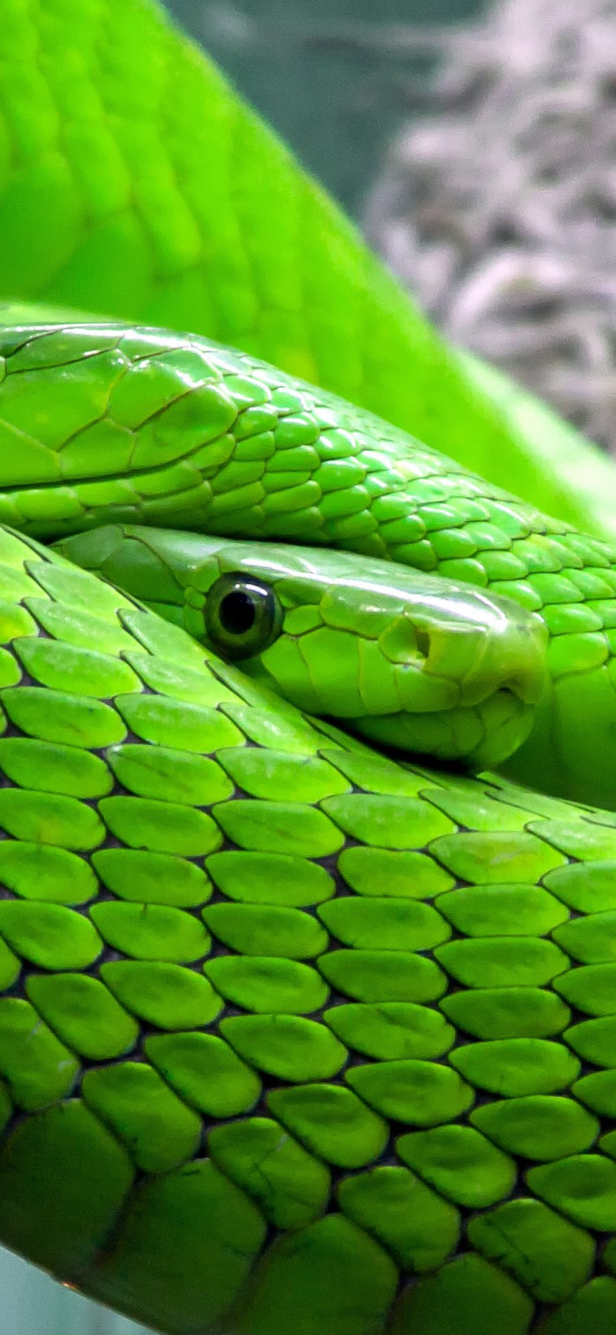[2436×1125]青蛇 凶猛 绿色 树干 纹路 苹果手机壁纸图片