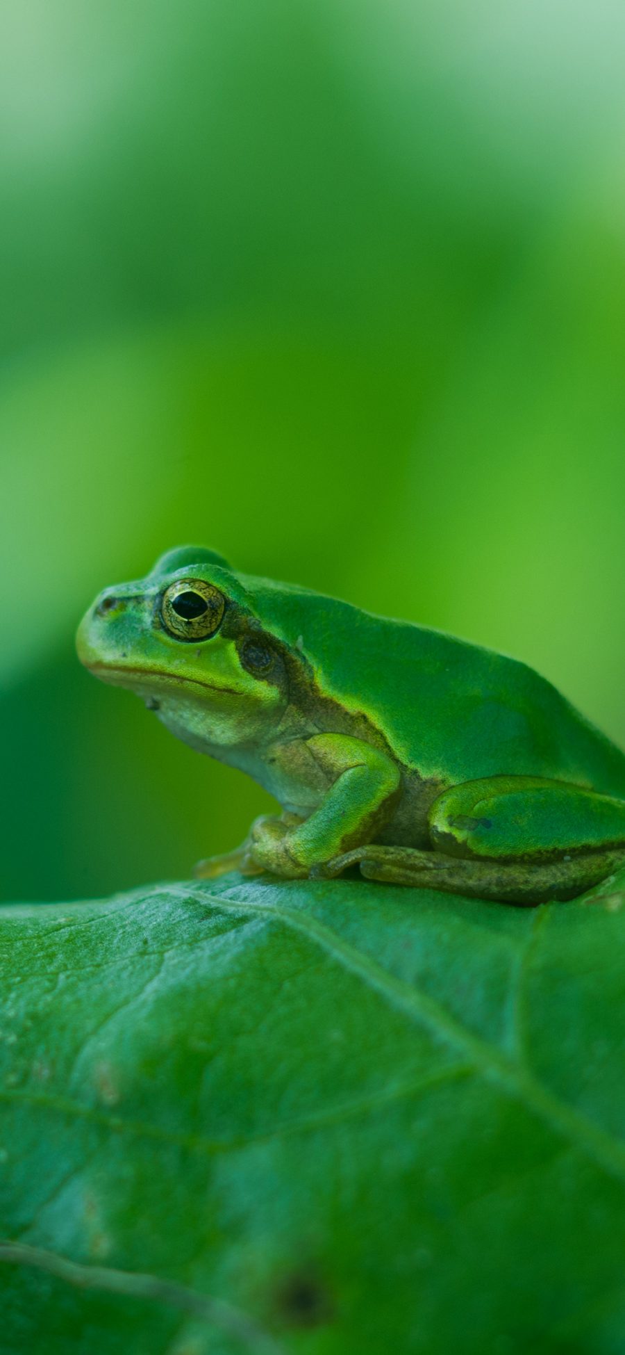 [2436×1125]青蛙 树蛙 绿色 两栖 叶子 苹果手机壁纸图片